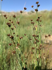 Juncus alpinoarticulatus