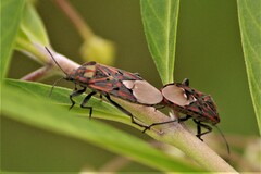 Spilostethus pandurus elegans