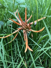 Erythrina leptorhiza