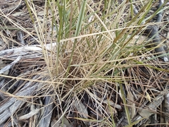 Brachypodium phoenicoides