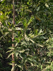 Acacia mangium