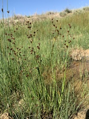 Juncus alpinoarticulatus
