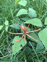 Erythrina leptorhiza