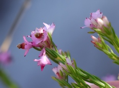 Erica corifolia