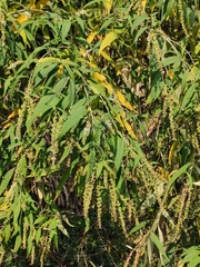 Buddleja asiatica