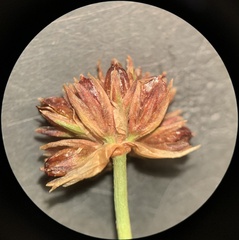 Juncus alpinoarticulatus