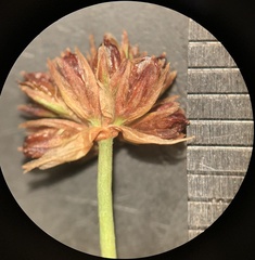 Juncus alpinoarticulatus