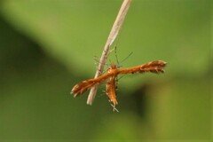 Stenodacma wahlbergi