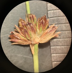 Juncus alpinoarticulatus