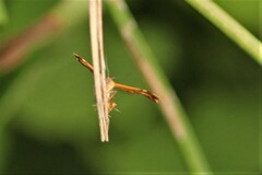 Stenodacma wahlbergi