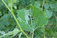 Phyllocnistis labyrinthella