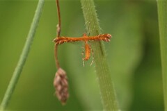 Stenodacma wahlbergi