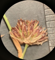 Juncus alpinoarticulatus