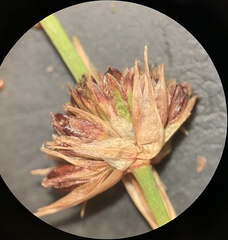 Juncus alpinoarticulatus