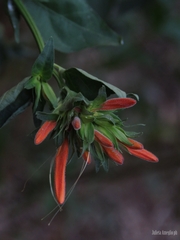 Dicliptera squarrosa