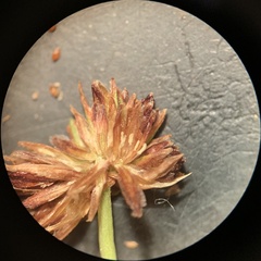 Juncus alpinoarticulatus