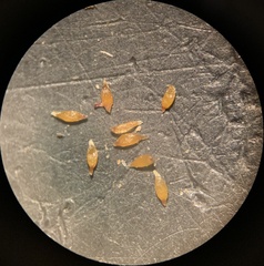 Juncus alpinoarticulatus