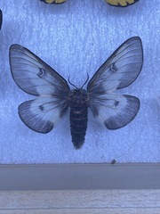 Hemileuca nevadensis