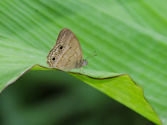 Cissia themis