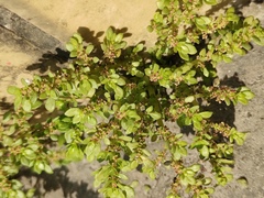 Pilea microphylla