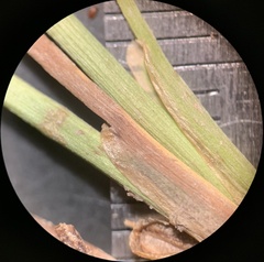 Juncus alpinoarticulatus