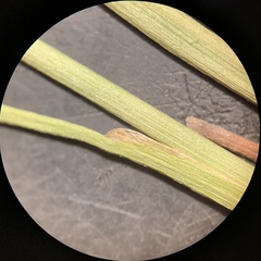 Juncus alpinoarticulatus