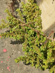 Pilea microphylla