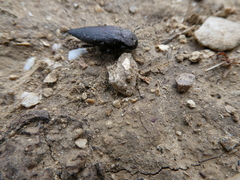 Capnodis tenebricosa