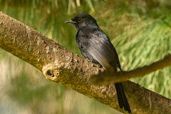 Melaenornis edolioides