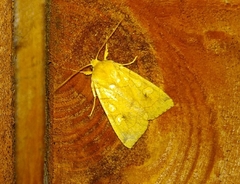 Enargia paleacea