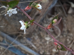 Rubus corchorifolius