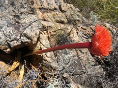 Haemanthus sanguineus