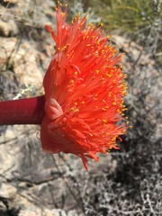 Haemanthus sanguineus