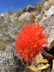 Haemanthus sanguineus