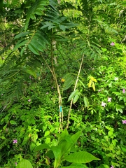 Zanthoxylum martinicense