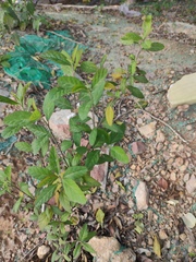 Sida rhombifolia