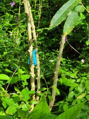 Zanthoxylum martinicense