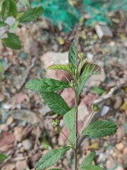 Sida rhombifolia