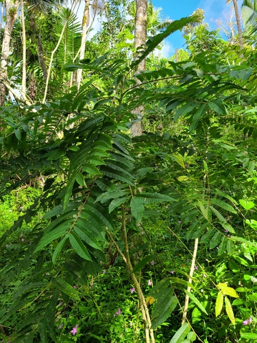 Image of Zanthoxylum martinicense by (c) ritirene, some rights reserved (CC BY)