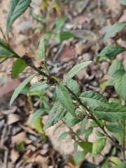 Sida rhombifolia