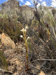 Satyrium eurycalcaratum