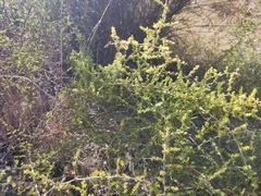Asparagus acutifolius