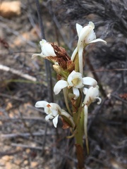Satyrium eurycalcaratum