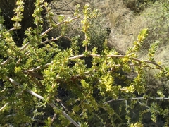 Asparagus acutifolius