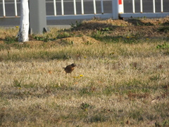 Turdus naumanni