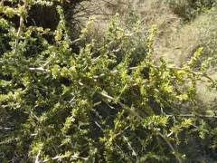 Asparagus acutifolius