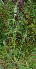 Chenopodium ficifolium