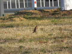 Turdus naumanni