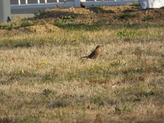 Turdus naumanni