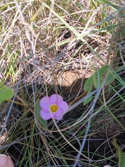 Oxalis obliquifolia